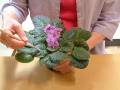 African Violet brushing